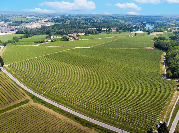 Vigneti di Tenute Maliga e il Lago di Garda dall'alto