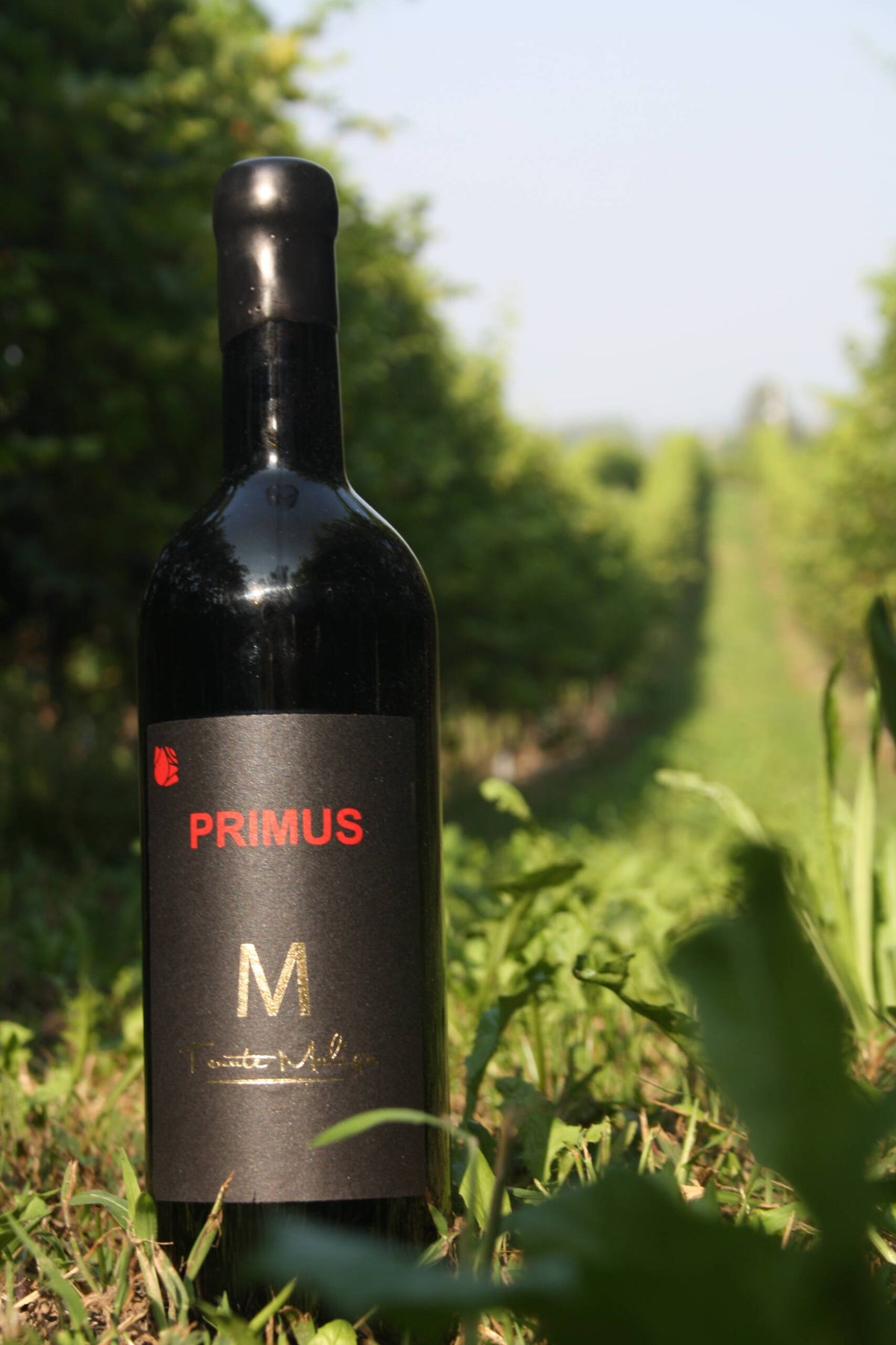 Primus tra i filari di Tenute Maliga