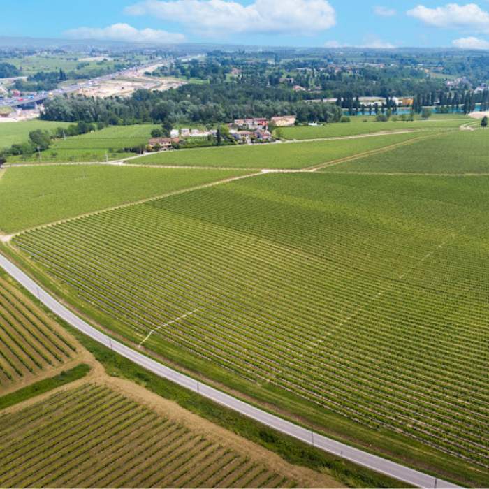 Vigneti di Tenute Maliga dall'alto